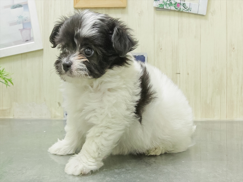 愛知県のハーフ犬・ミックス犬 (ワンラブ名古屋守山インター総本店/2026年2月8日生まれ/男の子/ホワイトブラック)の子犬の2枚目の画像