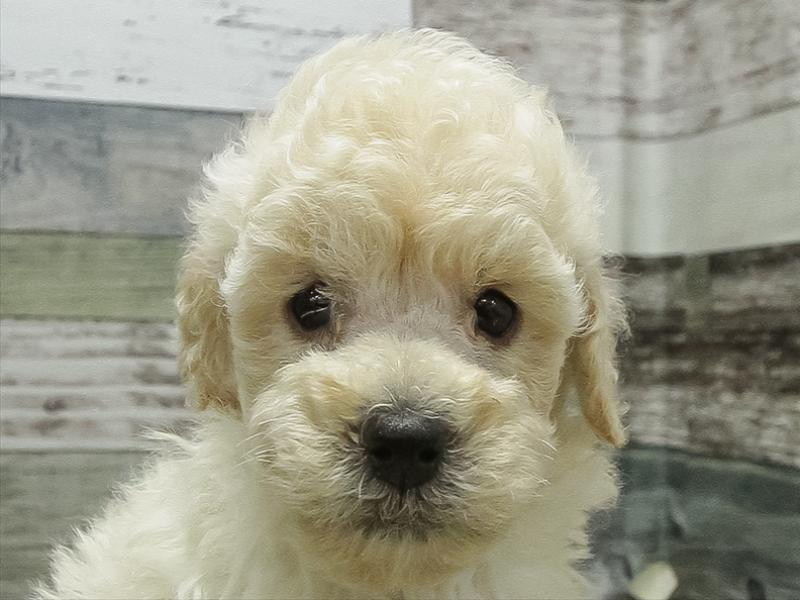愛知県のトイプードル(トイ) (ワンラブ名古屋守山インター総本店/2026年2月8日生まれ/男の子/ホワイト)の子犬の1枚目の画像