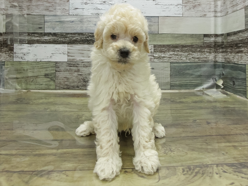 愛知県のトイプードル(トイ) (ワンラブ名古屋守山インター総本店/2026年2月8日生まれ/男の子/ホワイト)の子犬の3枚目の画像