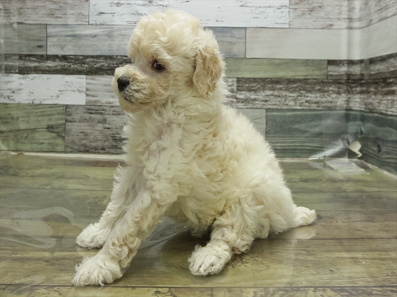 愛知県のトイプードル(トイ) (ワンラブ名古屋守山インター総本店/2026年2月8日生まれ/男の子/ホワイト)の子犬の2枚目の画像