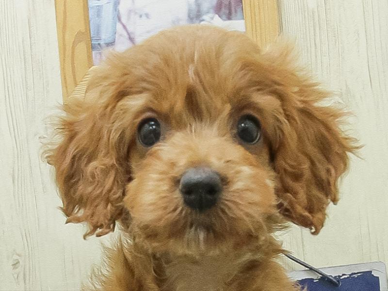 愛知県のコッカプー(アメリカンコッカースパニエル×プードル) (ワンラブ星崎店(FC)/2026年2月7日生まれ/女の子/レッド)の子犬の1枚目の画像