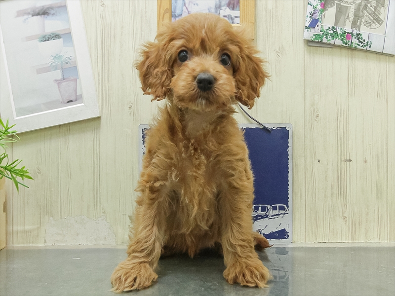 愛知県のコッカプー(アメリカンコッカースパニエル×プードル) (ワンラブ星崎店(FC)/2026年2月7日生まれ/女の子/レッド)の子犬の3枚目の画像