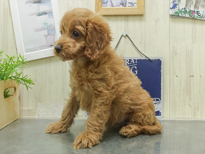 愛知県のコッカプー(アメリカンコッカースパニエル×プードル) (ワンラブ星崎店(FC)/2026年2月7日生まれ/女の子/レッド)の子犬の2枚目の画像