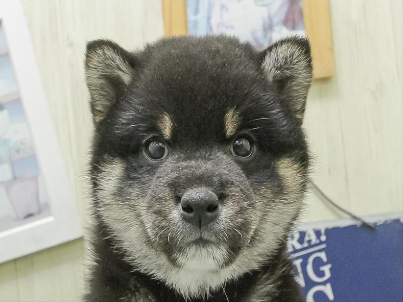 愛知県の柴犬(標準サイズ) (ワンラブ名古屋守山インター総本店/2026年1月31日生まれ/男の子/黒)の子犬の1枚目の画像