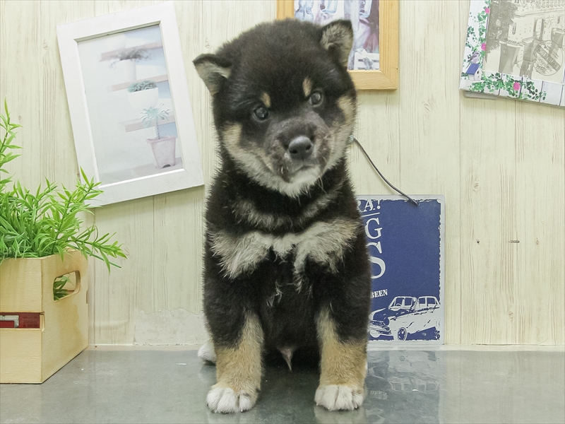 愛知県の柴犬(標準サイズ) (ワンラブ名古屋守山インター総本店/2026年1月31日生まれ/男の子/黒)の子犬の3枚目の画像