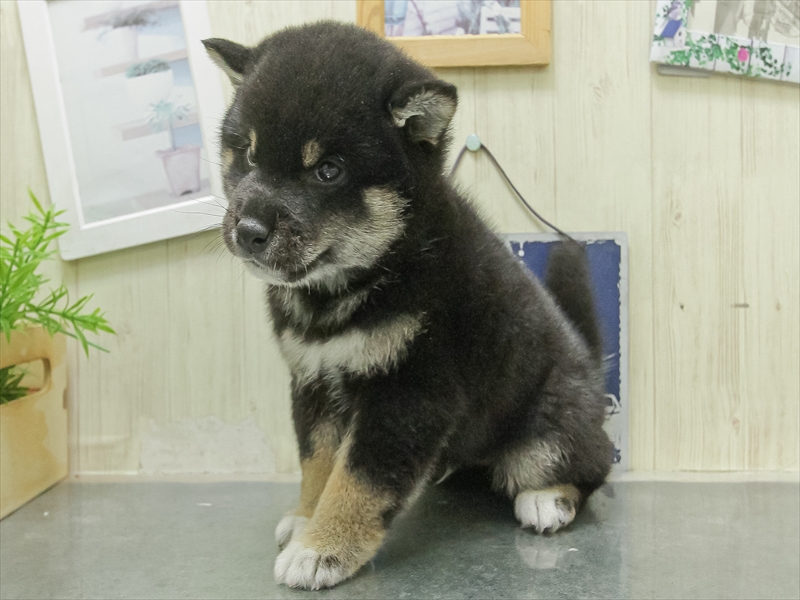愛知県の柴犬(標準サイズ) (ワンラブ名古屋守山インター総本店/2026年1月31日生まれ/男の子/黒)の子犬の2枚目の画像