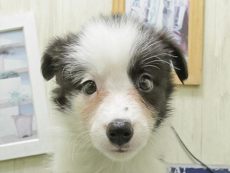 愛知県のボーダーコリー (ワンラブ名古屋守山インター総本店/2026年2月7日生まれ/女の子/ブラックホワイト)の子犬の1枚目の画像