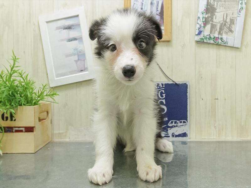 愛知県のボーダーコリー (ワンラブ名古屋守山インター総本店/2026年2月7日生まれ/女の子/ブラックホワイト)の子犬の3枚目の画像