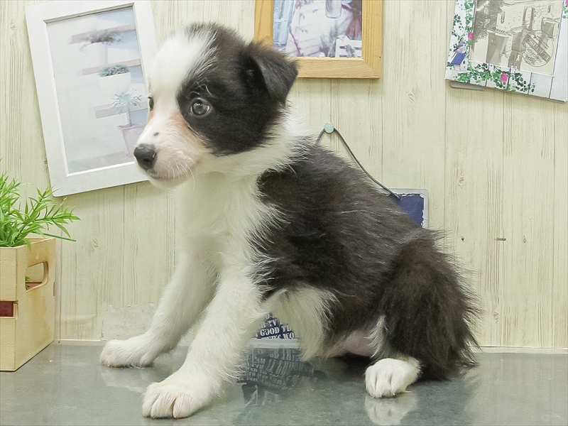 愛知県のボーダーコリー (ワンラブ名古屋守山インター総本店/2026年2月7日生まれ/女の子/ブラックホワイト)の子犬の2枚目の画像