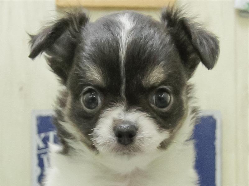 愛知県のチワワ(ロング) (ワンラブ名古屋守山インター総本店/2026年2月7日生まれ/女の子/ブラックタンホワイト)の子犬の1枚目の画像