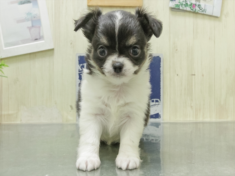 愛知県のチワワ(ロング) (ワンラブ名古屋守山インター総本店/2026年2月7日生まれ/女の子/ブラックタンホワイト)の子犬の3枚目の画像