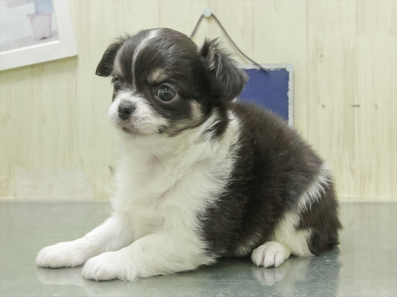愛知県のチワワ(ロング) (ワンラブ名古屋守山インター総本店/2026年2月7日生まれ/女の子/ブラックタンホワイト)の子犬の2枚目の画像