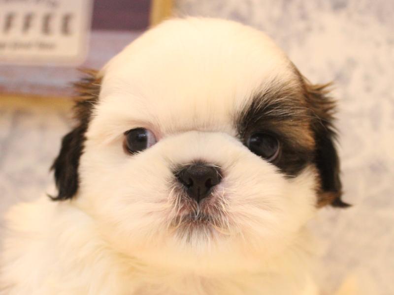 埼玉県のシーズー (ワンラブ埼玉寄居店/2026年2月8日生まれ/男の子/ホワイトゴールド)の子犬の1枚目の画像