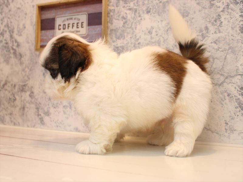 埼玉県のシーズー (ワンラブ埼玉寄居店/2026年2月8日生まれ/男の子/ホワイトゴールド)の子犬の3枚目の画像