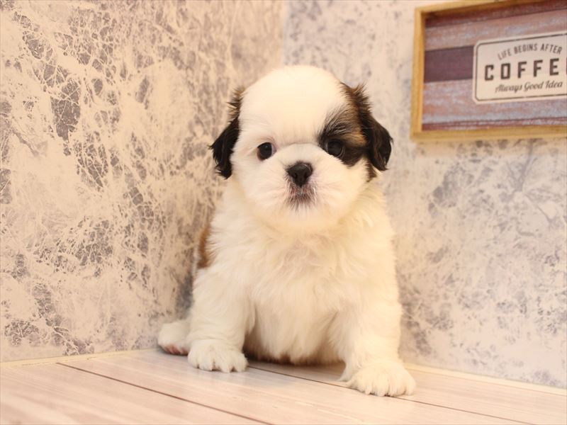 埼玉県のシーズー (ワンラブ埼玉寄居店/2026年2月8日生まれ/男の子/ホワイトゴールド)の子犬の2枚目の画像