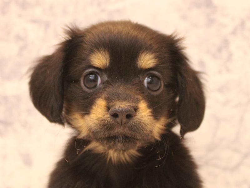 神奈川県のチワックス(チワワ×ダックス) (ワンラブCoaska Bayside横須賀店/2026年2月1日生まれ/女の子/ブラックタン)の子犬の1枚目の画像