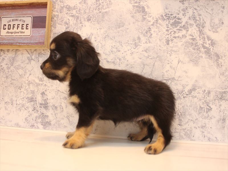 神奈川県のチワックス(チワワ×ダックス) (ワンラブCoaska Bayside横須賀店/2026年2月1日生まれ/女の子/ブラックタン)の子犬の3枚目の画像