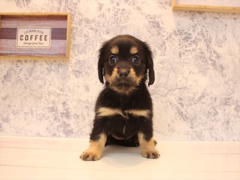 神奈川県のチワックス(チワワ×ダックス) (ワンラブCoaska Bayside横須賀店/2026年2月1日生まれ/女の子/ブラックタン)の子犬の2枚目の画像