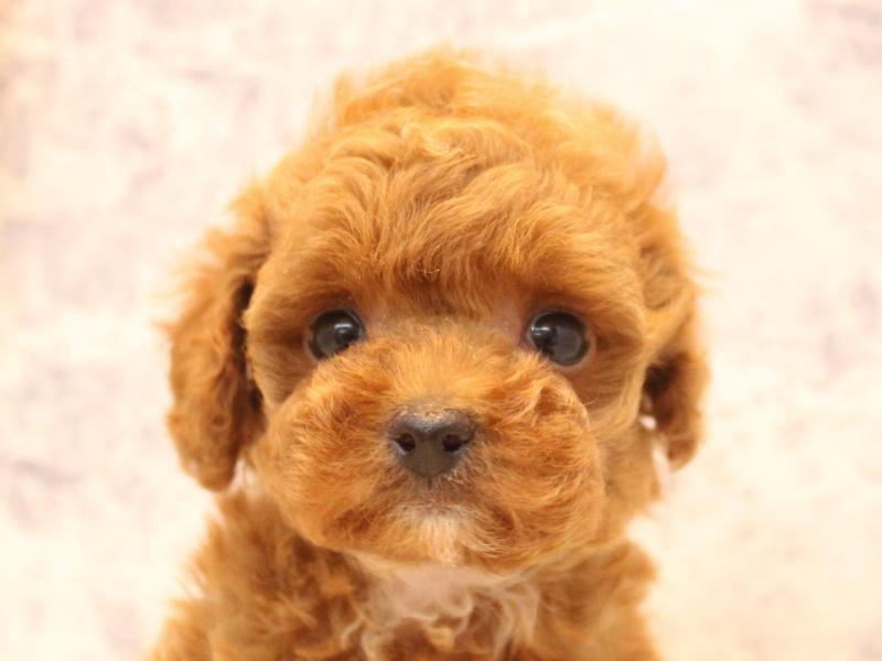 愛知県のトイプードル(トイ) (ワンラブ名古屋守山インター総本店/2026年2月7日生まれ/男の子/レッドフォーン)の子犬の1枚目の画像