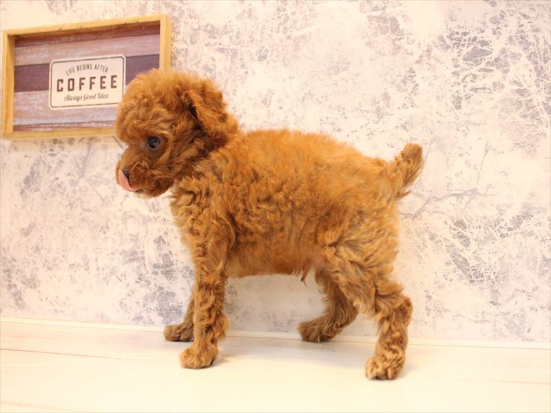 愛知県のトイプードル(トイ) (ワンラブ名古屋守山インター総本店/2026年2月7日生まれ/男の子/レッドフォーン)の子犬の3枚目の画像