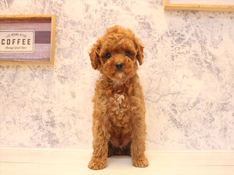 愛知県のトイプードル(トイ) (ワンラブ名古屋守山インター総本店/2026年2月7日生まれ/男の子/レッドフォーン)の子犬の2枚目の画像