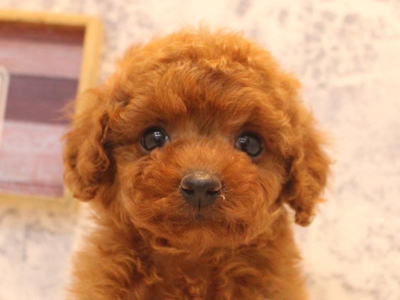 愛知県のトイプードル(トイ) (ワンラブ名古屋守山インター総本店/2026年2月7日生まれ/女の子/レッドフォーン)の子犬の1枚目の画像