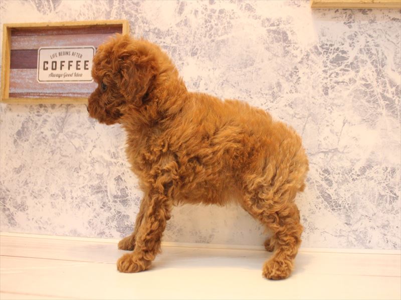 愛知県のトイプードル(トイ) (ワンラブ名古屋守山インター総本店/2026年2月7日生まれ/女の子/レッドフォーン)の子犬の3枚目の画像