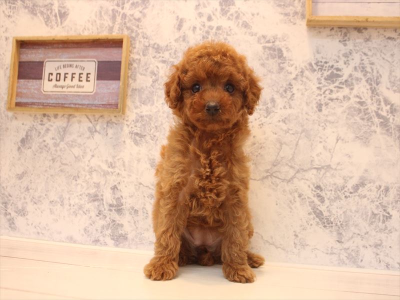 愛知県のトイプードル(トイ) (ワンラブ名古屋守山インター総本店/2026年2月7日生まれ/女の子/レッドフォーン)の子犬の2枚目の画像