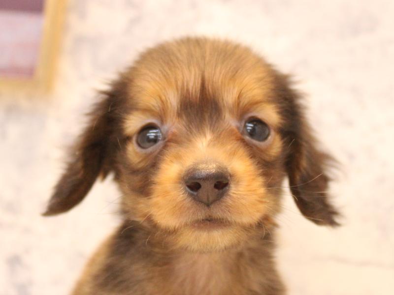 埼玉県のカニンヘンダックスフンド(ロング) (ワンラブ埼玉寄居店/2026年2月9日生まれ/男の子/シェーデットレッド)の子犬の1枚目の画像