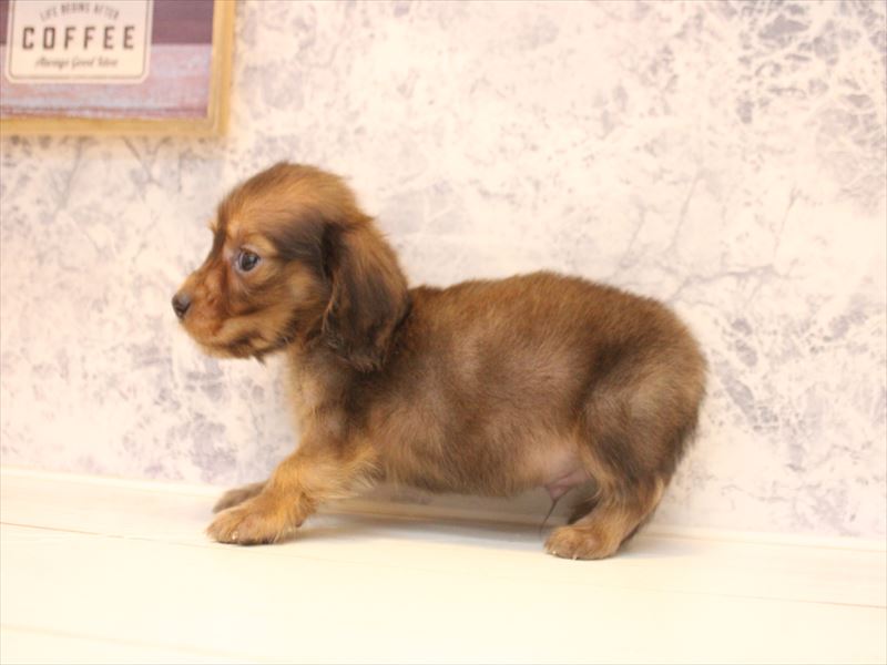 埼玉県のカニンヘンダックスフンド(ロング) (ワンラブ埼玉寄居店/2026年2月9日生まれ/男の子/シェーデットレッド)の子犬の3枚目の画像