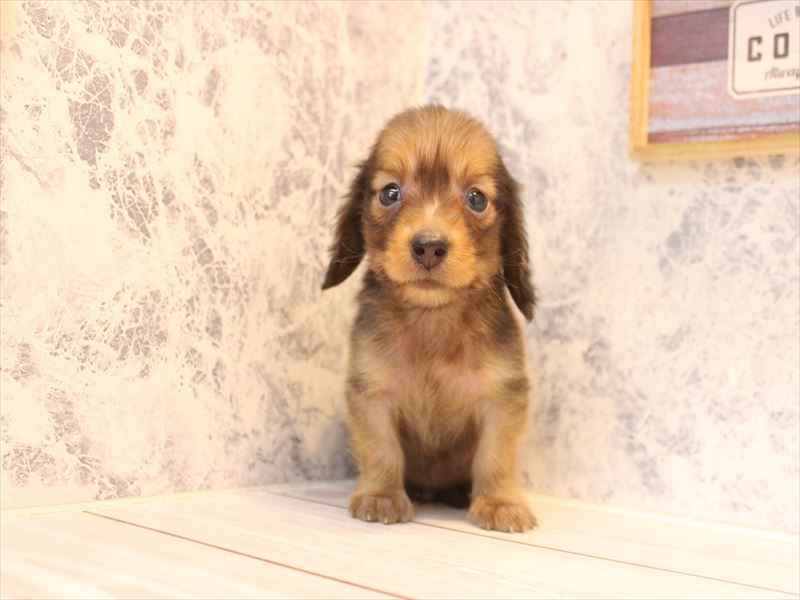 埼玉県のカニンヘンダックスフンド(ロング) (ワンラブ埼玉寄居店/2026年2月9日生まれ/男の子/シェーデットレッド)の子犬の2枚目の画像