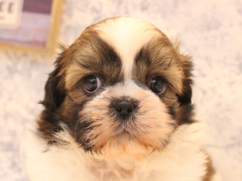 福岡県のシーズー (ワンラブ福岡総本店/2026年2月9日生まれ/男の子/ホワイトゴールド)の子犬の1枚目の画像