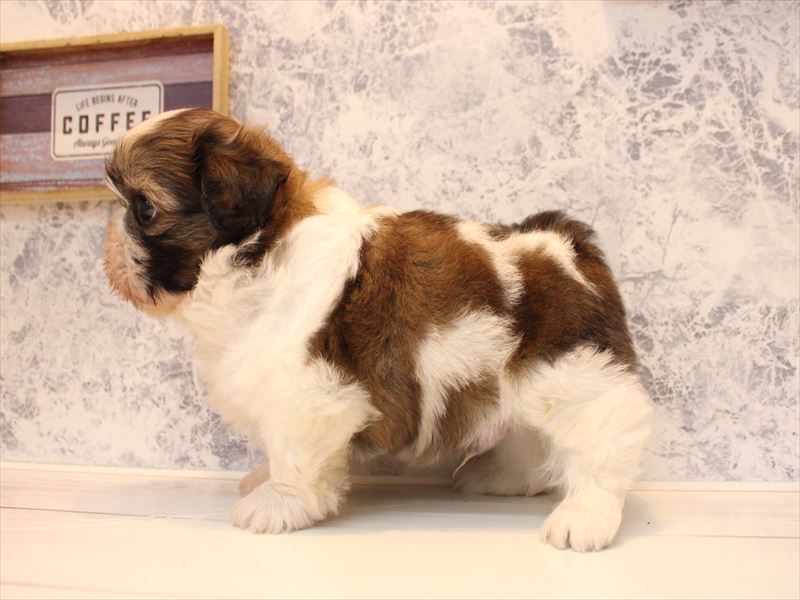 福岡県のシーズー (ワンラブ福岡総本店/2026年2月9日生まれ/男の子/ホワイトゴールド)の子犬の3枚目の画像