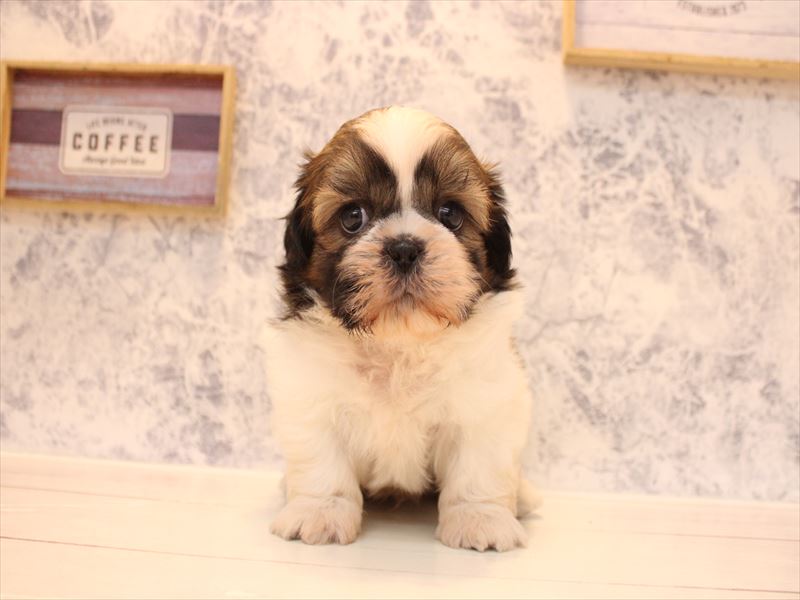 福岡県のシーズー (ワンラブ福岡総本店/2026年2月9日生まれ/男の子/ホワイトゴールド)の子犬の2枚目の画像