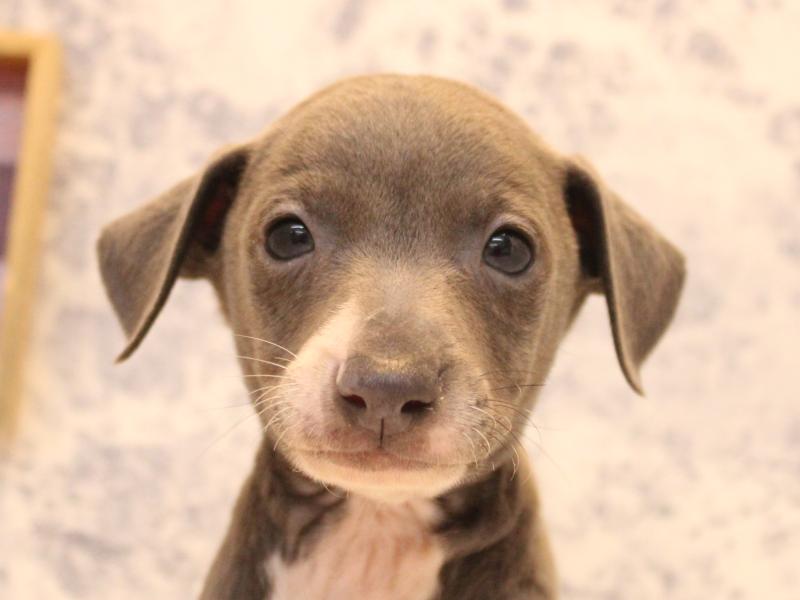 福岡県のイタリアングレーハウンド (ワンラブ福岡総本店/2026年2月8日生まれ/男の子/ブルーホワイトマーキングス)の子犬