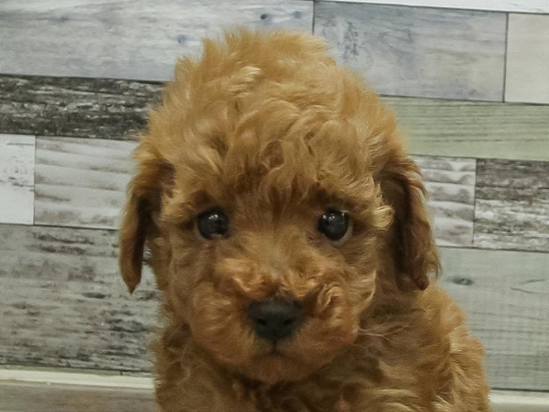 愛知県のトイプードル(タイニー) (ワンラブ名古屋守山インター総本店/2026年2月1日生まれ/男の子/レッドフォーン)の子犬の1枚目の画像