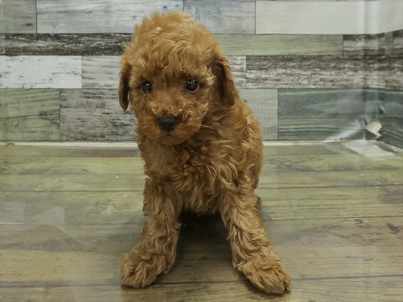 愛知県のトイプードル(タイニー) (ワンラブ名古屋守山インター総本店/2026年2月1日生まれ/男の子/レッドフォーン)の子犬の3枚目の画像