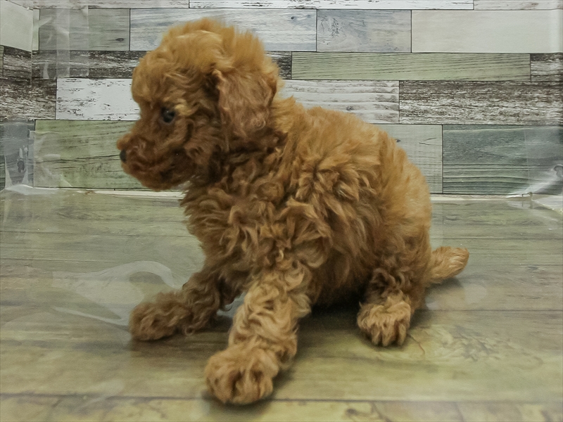 愛知県のトイプードル(タイニー) (ワンラブ名古屋守山インター総本店/2026年2月1日生まれ/男の子/レッドフォーン)の子犬の2枚目の画像