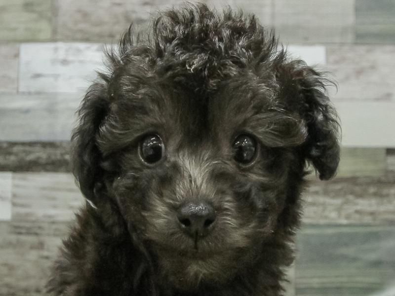 愛知県のトイプードル(タイニー) (ワンラブ名古屋守山インター総本店/2026年2月9日生まれ/男の子/シルバー)の子犬の1枚目の画像