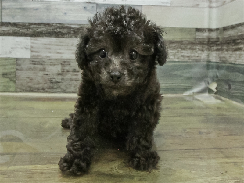 愛知県のトイプードル(タイニー) (ワンラブ名古屋守山インター総本店/2026年2月9日生まれ/男の子/シルバー)の子犬の3枚目の画像