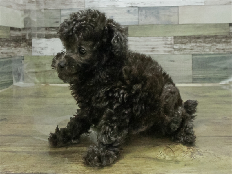 愛知県のトイプードル(タイニー) (ワンラブ名古屋守山インター総本店/2026年2月9日生まれ/男の子/シルバー)の子犬の2枚目の画像