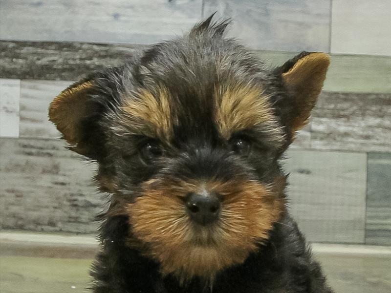 愛知県のヨークシャーテリア (ワンラブ名古屋守山インター総本店/2026年2月9日生まれ/男の子/スチールブルータン)の子犬の1枚目の画像