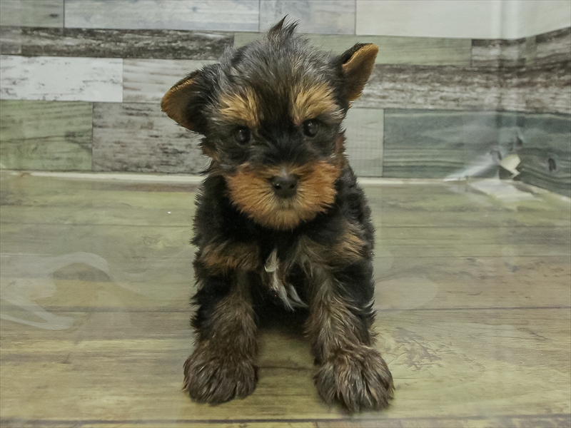 愛知県のヨークシャーテリア (ワンラブ名古屋守山インター総本店/2026年2月9日生まれ/男の子/スチールブルータン)の子犬の3枚目の画像