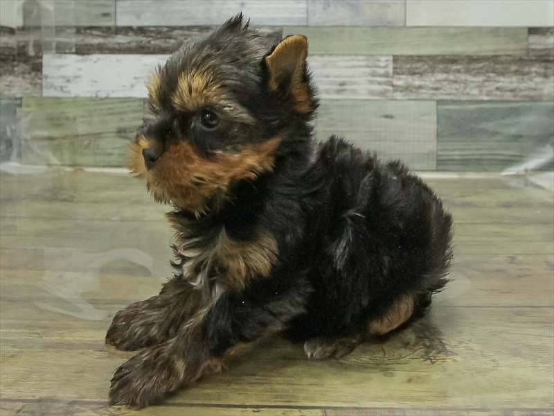 愛知県のヨークシャーテリア (ワンラブ名古屋守山インター総本店/2026年2月9日生まれ/男の子/スチールブルータン)の子犬の2枚目の画像