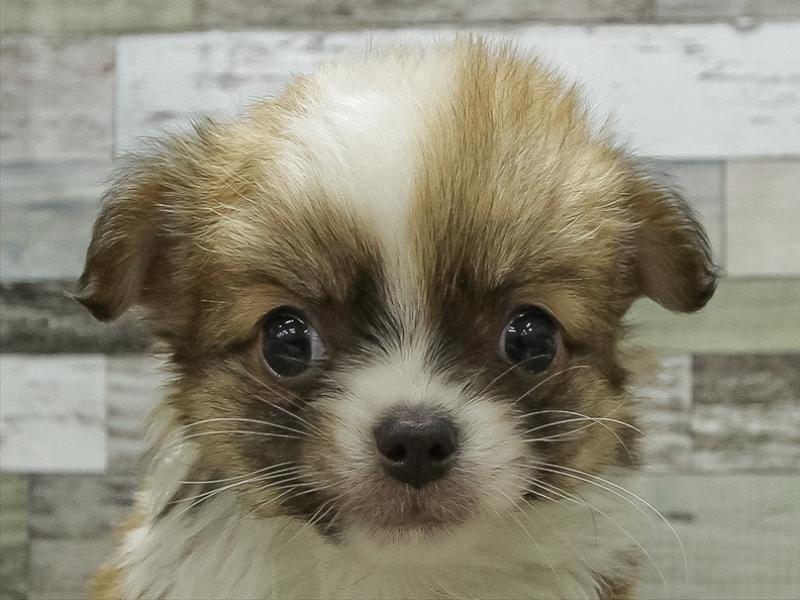 愛知県のチワワ(ロング) (ワンラブ名古屋守山インター総本店/2026年2月6日生まれ/男の子/フォーンホワイト)の子犬の1枚目の画像