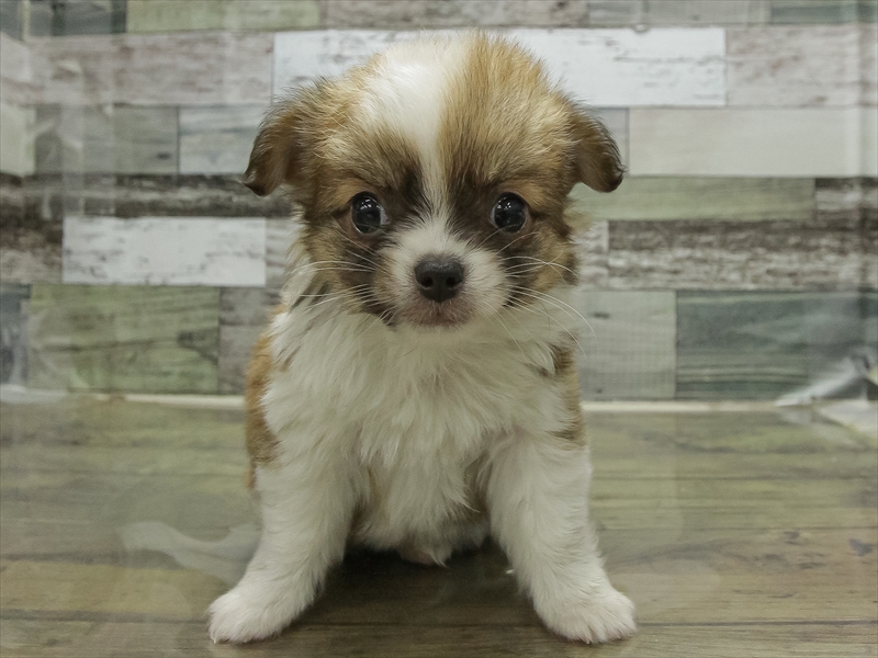 愛知県のチワワ(ロング) (ワンラブ名古屋守山インター総本店/2026年2月6日生まれ/男の子/フォーンホワイト)の子犬の3枚目の画像