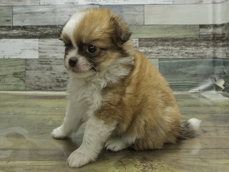 愛知県のチワワ(ロング) (ワンラブ名古屋守山インター総本店/2026年2月6日生まれ/男の子/フォーンホワイト)の子犬の2枚目の画像