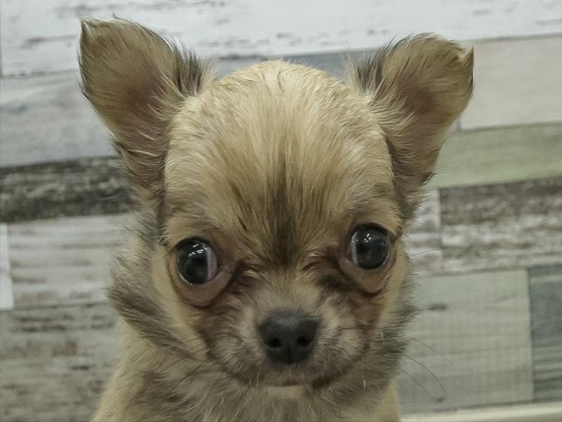 愛知県のチワワ(ロング) (ワンラブ名古屋守山インター総本店/2026年2月6日生まれ/女の子/フォーン)の子犬の1枚目の画像