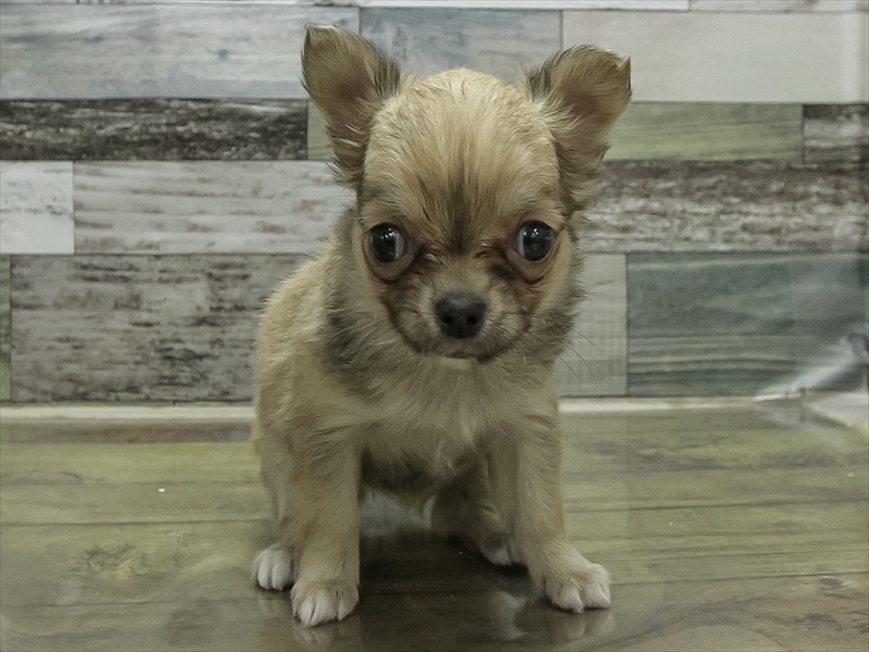 愛知県のチワワ(ロング) (ワンラブ名古屋守山インター総本店/2026年2月6日生まれ/女の子/フォーン)の子犬の3枚目の画像