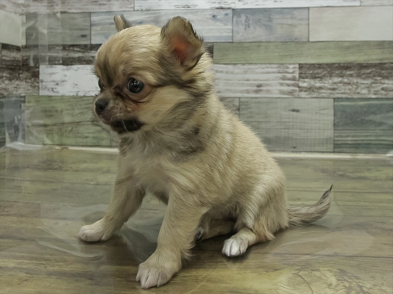 愛知県のチワワ(ロング) (ワンラブ名古屋守山インター総本店/2026年2月6日生まれ/女の子/フォーン)の子犬の2枚目の画像